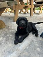 Labrador pups met stamboom, Dieren en Toebehoren, Honden | Retrievers, Spaniëls en Waterhonden, Particulier, Meerdere, Teef, 8 tot 15 weken