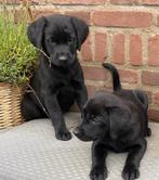 Prachtige FRIESE STABIJ x LABRADOR pups, Nederland, CDV (hondenziekte), 8 tot 15 weken, Meerdere