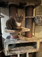 Maine Coon poesje, Dieren en Toebehoren, Poes, Gechipt, 0 tot 2 jaar