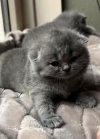 TOP britse korthaar kittens blauw️ ❤️, Dieren en Toebehoren, Katten en Kittens | Raskatten | Korthaar, Meerdere dieren, Ontwormd