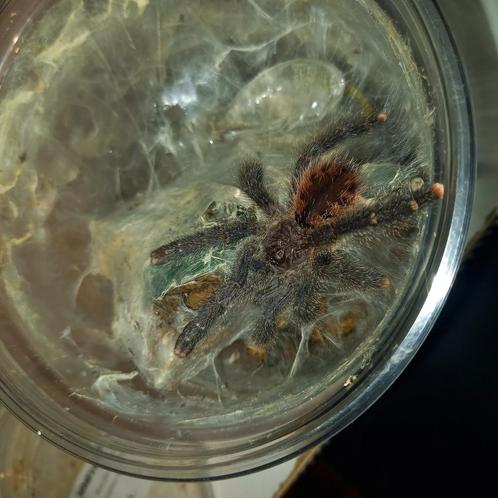 Vogelspinnen in de uitverkoop, Dieren en Toebehoren, Insecten en Spinnen, Spin of Schorpioen