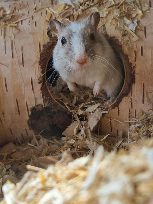Gerbil vrouwtje (ruilen tegen mannetje?), Dieren en Toebehoren, Knaagdieren, Meerdere dieren, Overige typen, Voor 1 juli 2024