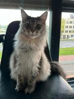 Vermist in Helmond: grijze Maine Coon poes (4 jaar), Dieren en Toebehoren, Ophalen of Verzenden
