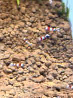 Crystal red ( prl), Dieren en Toebehoren, Vissen | Aquariumvissen, Kreeft, Krab of Garnaal