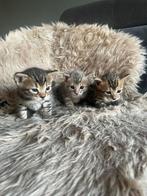 Kruising bengaal, Dieren en Toebehoren, Katten en Kittens | Raskatten | Korthaar, Kater, Ingeënt