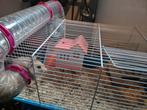 Hamster te koop inclusief kooi, Februari, Vrouwelijk