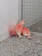 Bourkeparkiet rubino man gezocht, Dieren en Toebehoren, Vogels | Parkieten en Papegaaien