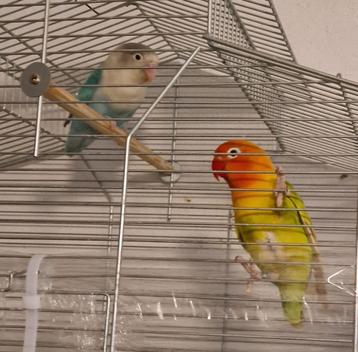 Koppel Agapornis Dwergpapegaai beschikbaar voor biedingen