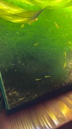 Gele Garnalen Te Koop - Leuk voor in Aquarium!, Dieren en Toebehoren, Vissen | Aquariumvissen, Kreeft, Krab of Garnaal