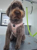 NIEUW Woofs en Co tuigje maat L, Ophalen of Verzenden, Nieuw