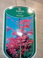 Cedrela sinensis Flamingo in 7,5Lpot, Tuin en Terras, Ophalen, Overige soorten, Volle zon