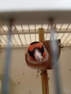 -Een-Echt parva putter kleine van 2024.DZ., Dieren en Toebehoren, Vogels | Overige Vogels, Mannelijk, Wildzangvogel, Geringd