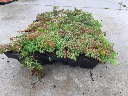 BIOLOGISCH GETEELDE Sedumtray Groendak - Bio& Divers!, Tuin en Terras, Planten | Tuinplanten, Vaste plant, Bodembedekkers, Volle zon