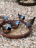 Ben op zoek naar een grijs gordelvink Man, Dieren en Toebehoren, Mannelijk