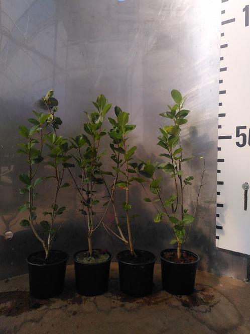 Zwarte appelbes – Aronia prunifolia ‘Viking’, Tuin en Terras, Planten | Tuinplanten, Vaste plant, Fruitplanten, Volle zon, Zomer
