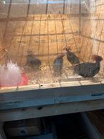 Roulroul, Mannelijk, Kip