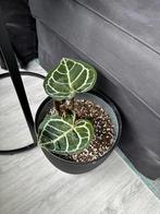 Anthurium crystallinum, Huis en Inrichting, Kamerplanten, Ophalen, Overige soorten, Minder dan 100 cm