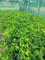 Prunus Lusitanica angustifolia, Portugese laurier haagplante, Ophalen of Verzenden, Laurier, Haag, 100 tot 250 cm