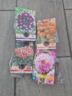 Dahlia knollen, Tuin en Terras, Planten | Tuinplanten, Ophalen, Zomer, Overige soorten, Volle zon