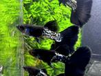 Hobbyaquarium Poec Ret Black Platinum, Dieren en Toebehoren, Vissen | Aquariumvissen, Vis, Zoetwatervis, Schoolvis