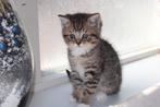 Brits korthaar kittens, Meerdere dieren, Gechipt, 0 tot 2 jaar