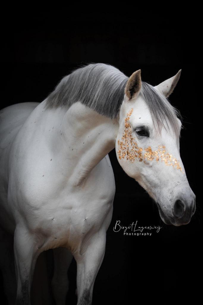 Stalling gezocht voor sociale ruin, Dieren en Toebehoren, Stalling en Weidegang, Stalling, Weidegang, 1 paard of pony