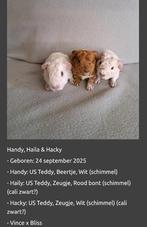 US Teddy cavia's 2 zeugjes 5w, incl kooi en voeding (stamb), Dieren en Toebehoren, Knaagdieren, September, Vrouwelijk, Cavia