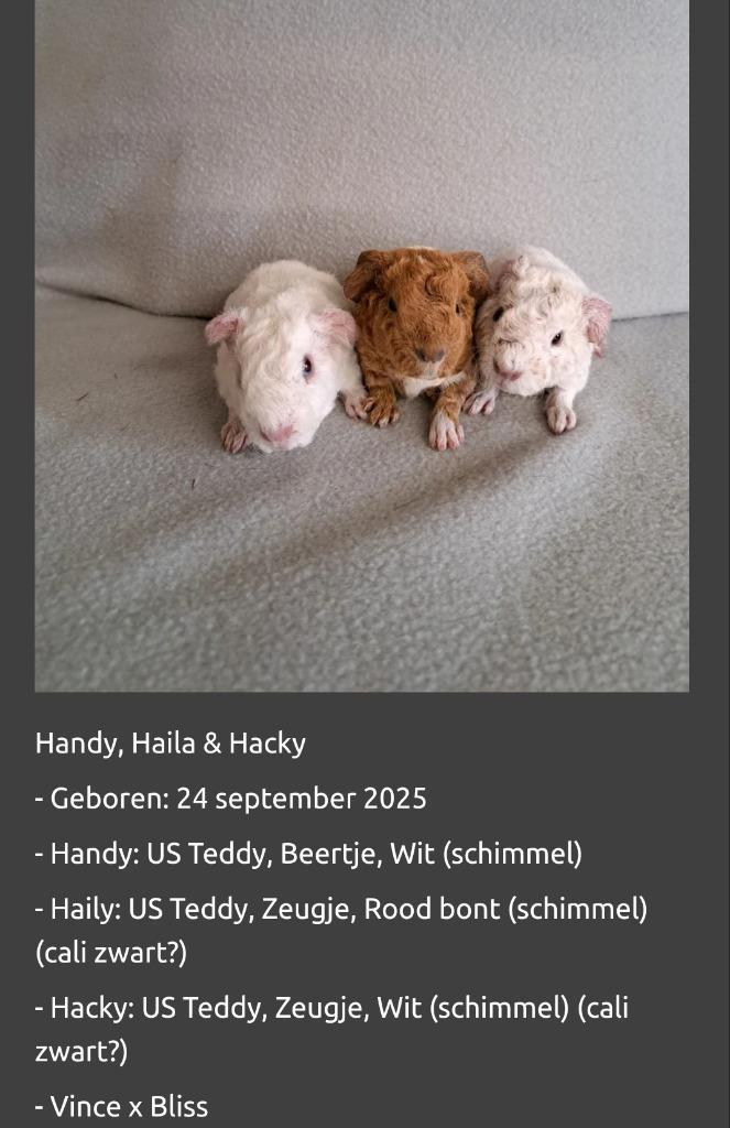 US Teddy cavia's 2 zeugjes 5w, incl kooi en voeding (stamb), Dieren en Toebehoren, Knaagdieren, Vrouwelijk, Cavia, September