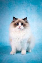 Kater en poes | ragdoll | getest | geholpen | ragdolls, Meerdere dieren, Langharig, 0 tot 2 jaar