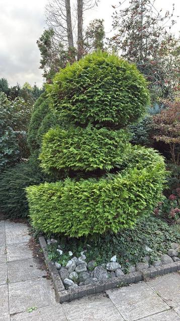 Gezonde, goed onderhouden bomen direct ophalen mogelijk. beschikbaar voor biedingen