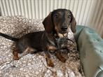 Kaninchen teckel Leo is mijn naam, Dieren en Toebehoren, Honden | Teckels en Dashonden, Kaninchen, 15 weken tot 1 jaar, Reu, CDV (hondenziekte)