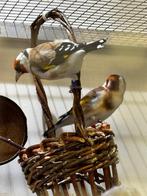 Major putters te Koop, Meerdere dieren, Wildzangvogel, Geringd