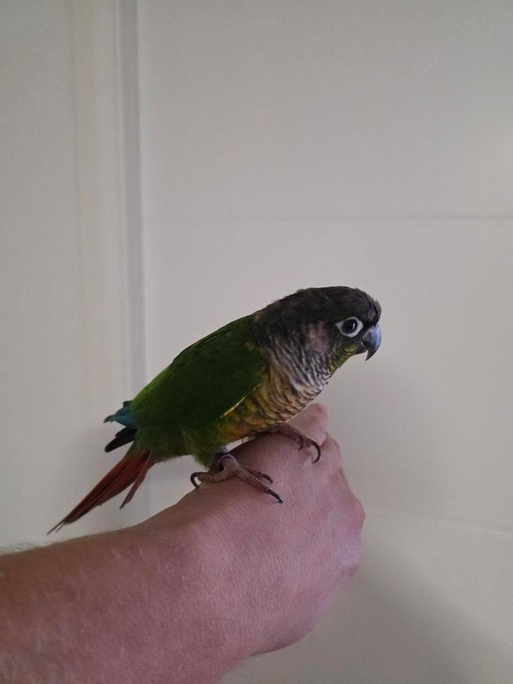 Tamme Pyrrhura papegaai – jong, gezond en vriendelijk, Dieren en Toebehoren, Vogels | Parkieten en Papegaaien