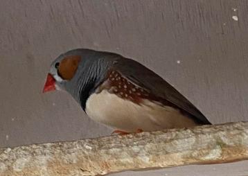 Zebravink man beschikbaar voor biedingen