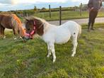 Merie veulen te koop, Dieren en Toebehoren, Merrie, Niet van toepassing, A pony (tot 1.17m), Recreatiepony