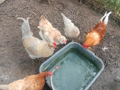 Meer foto's volgen, met SPOED te koop aangeboden!, Dieren en Toebehoren, Pluimvee, Kip, Meerdere dieren