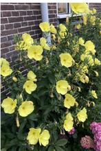 Zaailingen grote Teunisbloem Oenothera glazioviana Waardpl., Volle zon, Tweejarig, Zomer, Ophalen