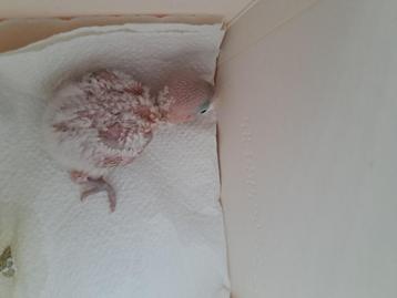 Agapornis bijna 4 weken vanaf nu te reserveren beschikbaar voor biedingen