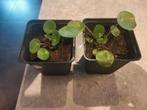2x pannenkoekplantje, Ophalen of Verzenden, Minder dan 100 cm