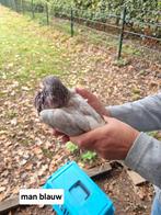 Gelderse Slenken, Meerdere dieren, Overige soorten