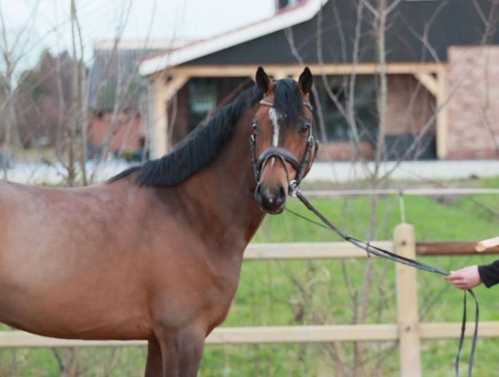 3 jarige Nwr E pony hengst, Dieren en Toebehoren, Pony's, Hengst, Onbeleerd, E pony (1.48m - 1.57m), Dressuurpony, 3 tot 6 jaar