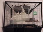 2 mannetjes ratten inclusief kooi, Dieren en Toebehoren, Juni, Mannelijk, Rat