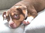 Trico choco American bully teef, België, Particulier, Rabiës (hondsdolheid), 15 weken tot 1 jaar