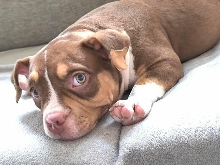 Trico choco American bully teef, Dieren en Toebehoren, Honden | Bulldogs, Pinschers en Molossers, Teef, Overige rassen, Particulier