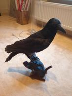 Opgezette kraai, taxodermie, Ophalen, Zo goed als nieuw, Vogel, Opgezet dier