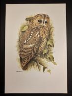 Bosuil, Verzenden, 1980 tot heden, Zo goed als nieuw, Dier