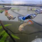 Slangenprint, Zwarte en Regenboog guppen, Vis