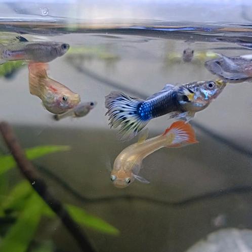 Slangenprint, Zwarte en Regenboog guppen, Dieren en Toebehoren, Vissen | Aquariumvissen, Vis