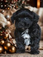 Knappe Boomer pups, Dieren en Toebehoren, Honden | Chihuahua's en Gezelschapshonden, Nederland, Overige rassen, 8 tot 15 weken