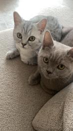 2 Britse korthaar katertjes, Kater, Gechipt, 0 tot 2 jaar